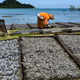 How small fish packs a big punch across the globe